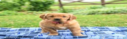 Golden Retriever dogs for sale: Coral - Ad 4