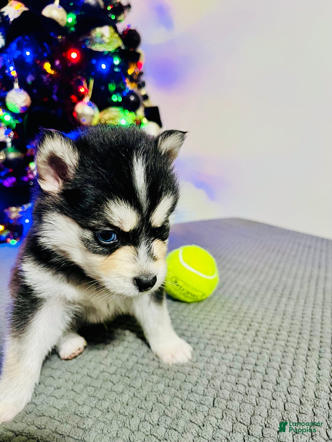 Pomsky dogs for sale: Brutus - Ad 5