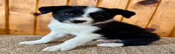 Border Collie dogs for sale: Nick  - Ad 1