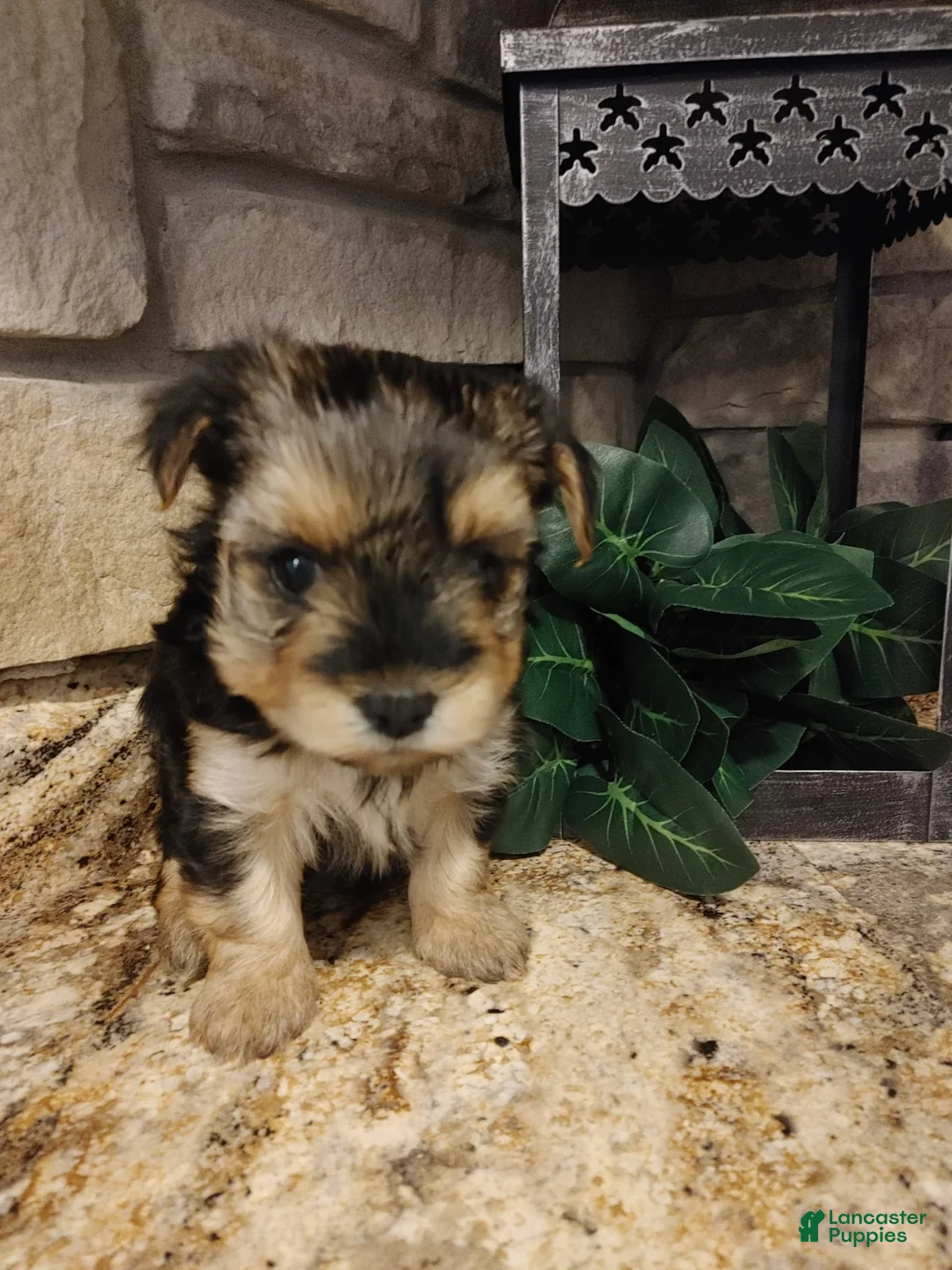 Gallery Image {{count}}