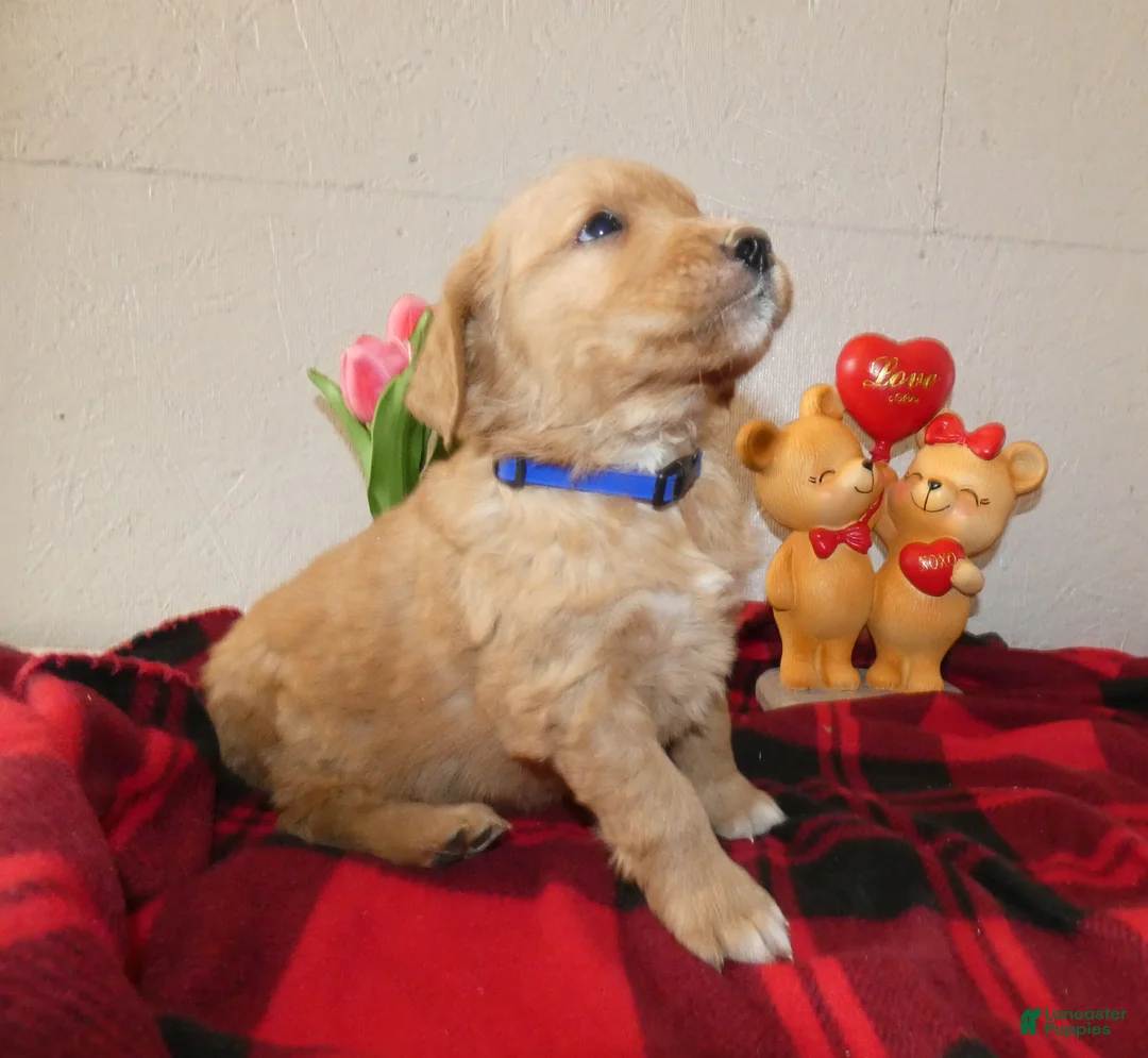 Mini Goldendoodle dogs for sale: Mini Goldendoodle Puppy 2 Rover - Ad 3