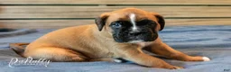 Boxer dogs for sale: Boxer Puppy 2 - Ad 1