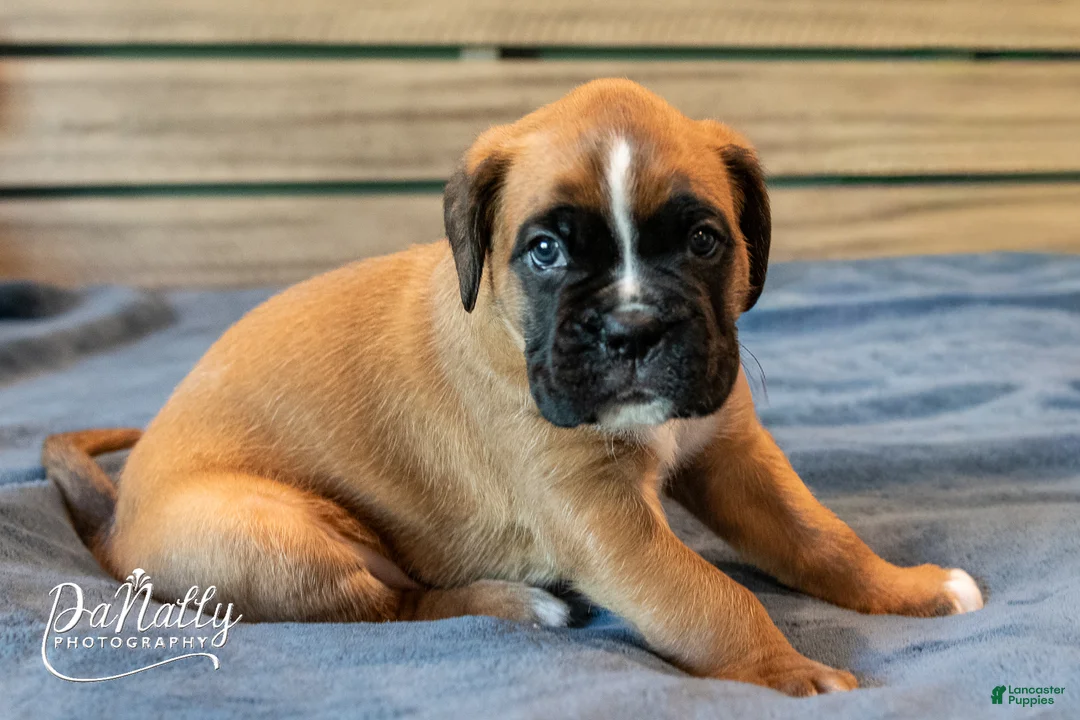 Boxer dogs for sale: Boxer Puppy 2 - Ad 1