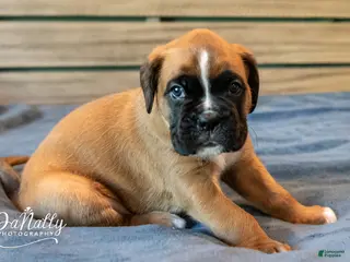 Boxer dogs for sale: Boxer Puppy 2 - Ad 4
