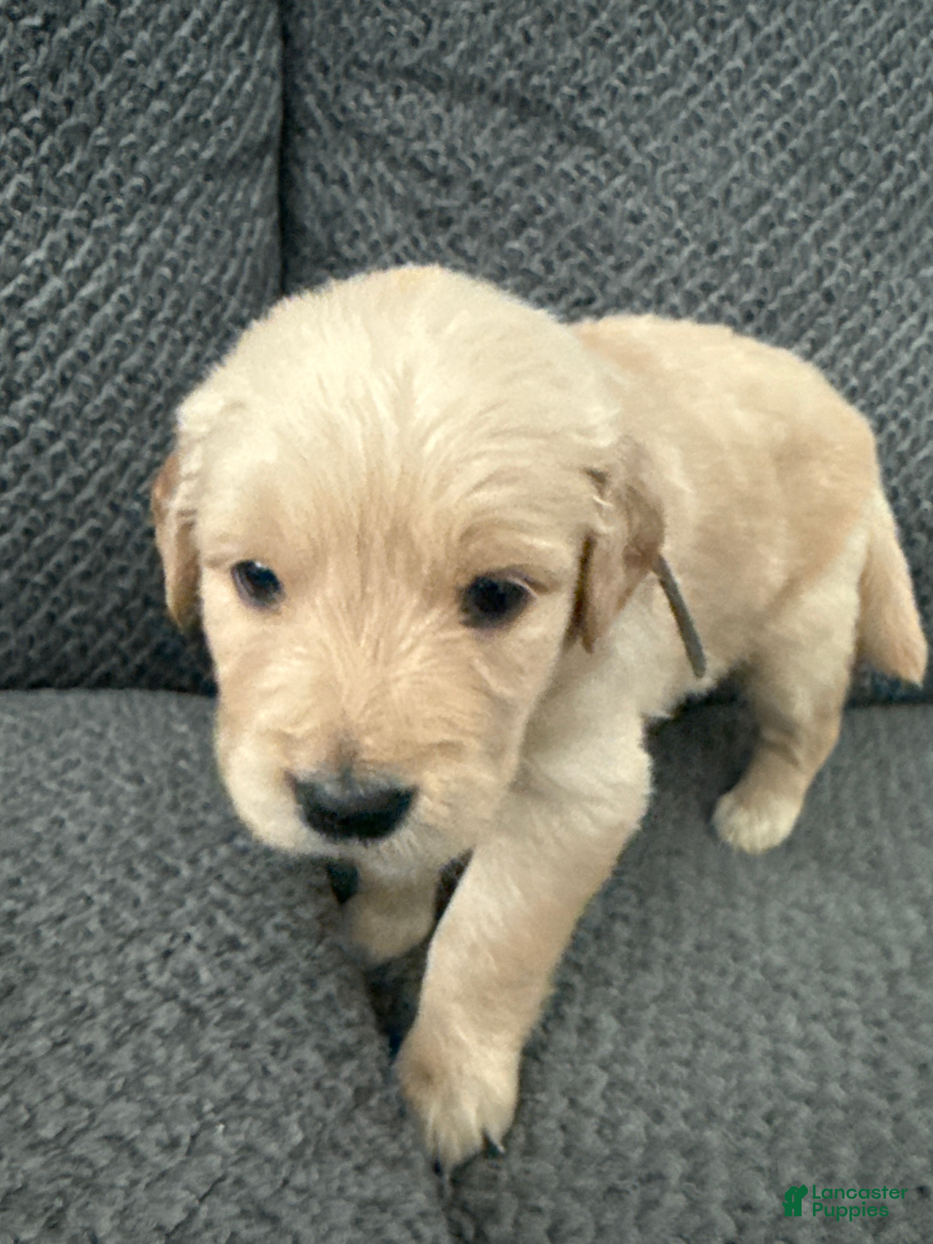 Golden Retriever dogs Golden Retriever Puppy 8 - Ad 18