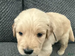 Golden Retriever dogs Golden Retriever Puppy 8 - Ad 24