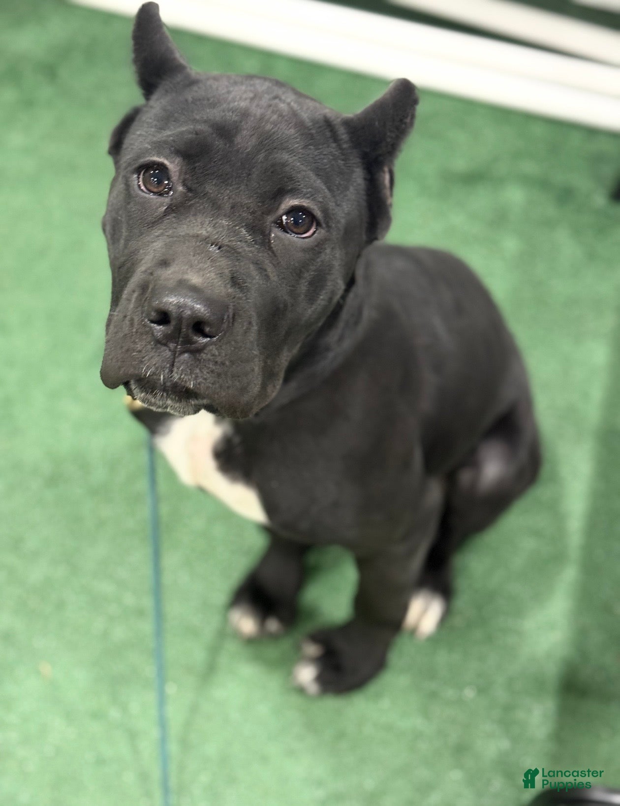 Cane Corso dogs Roma - Ad 37