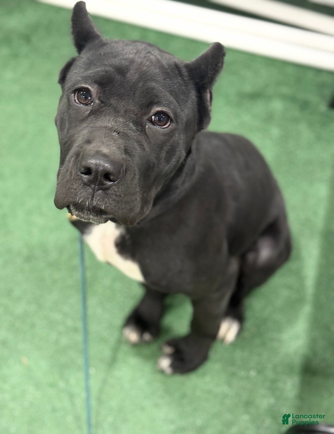 Cane Corso dogs for sale: Roma - Ad 1