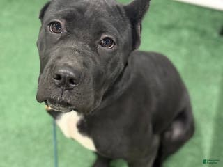 Cane Corso dogs Roma - Ad 42