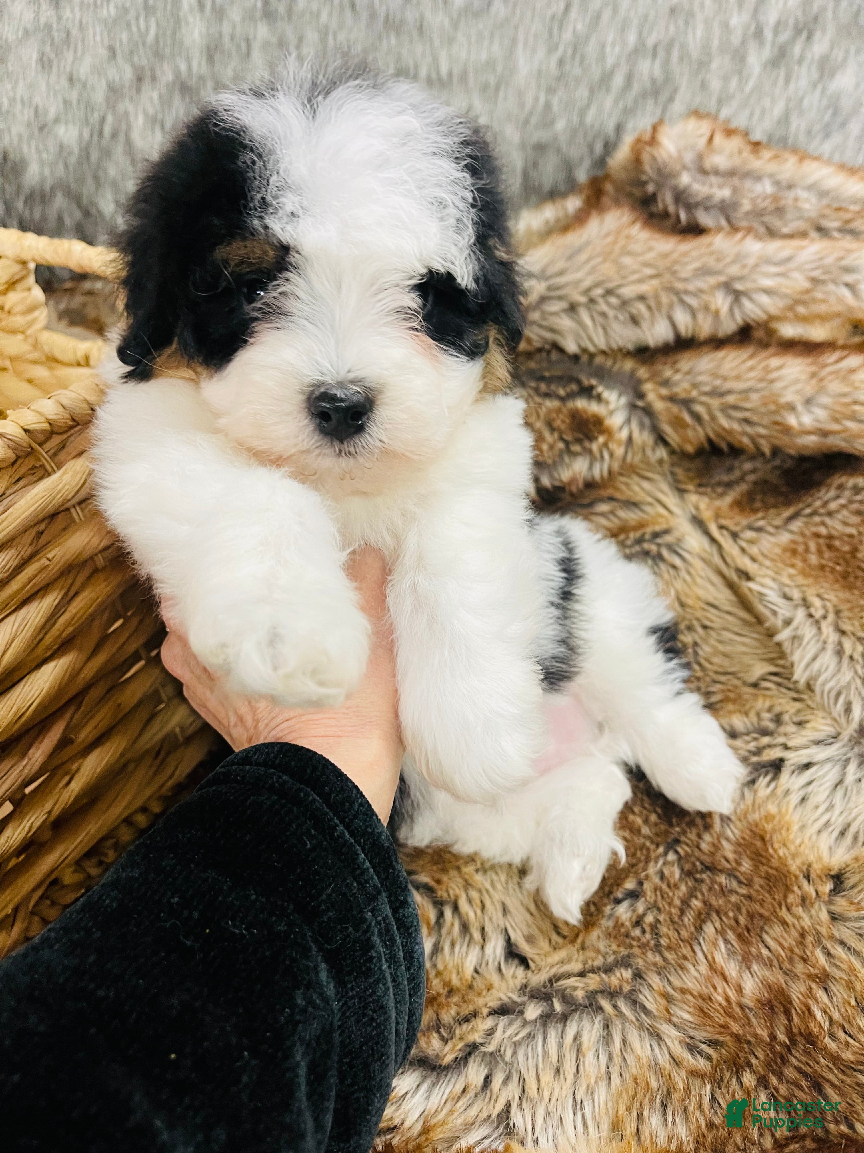 Mixed Breed dogs “Armani”-Mini Bernedoodle male Tri color  - Ad 10