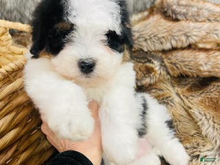 Mixed Breed dogs “Armani”-Mini Bernedoodle male Tri color - Ad 18
