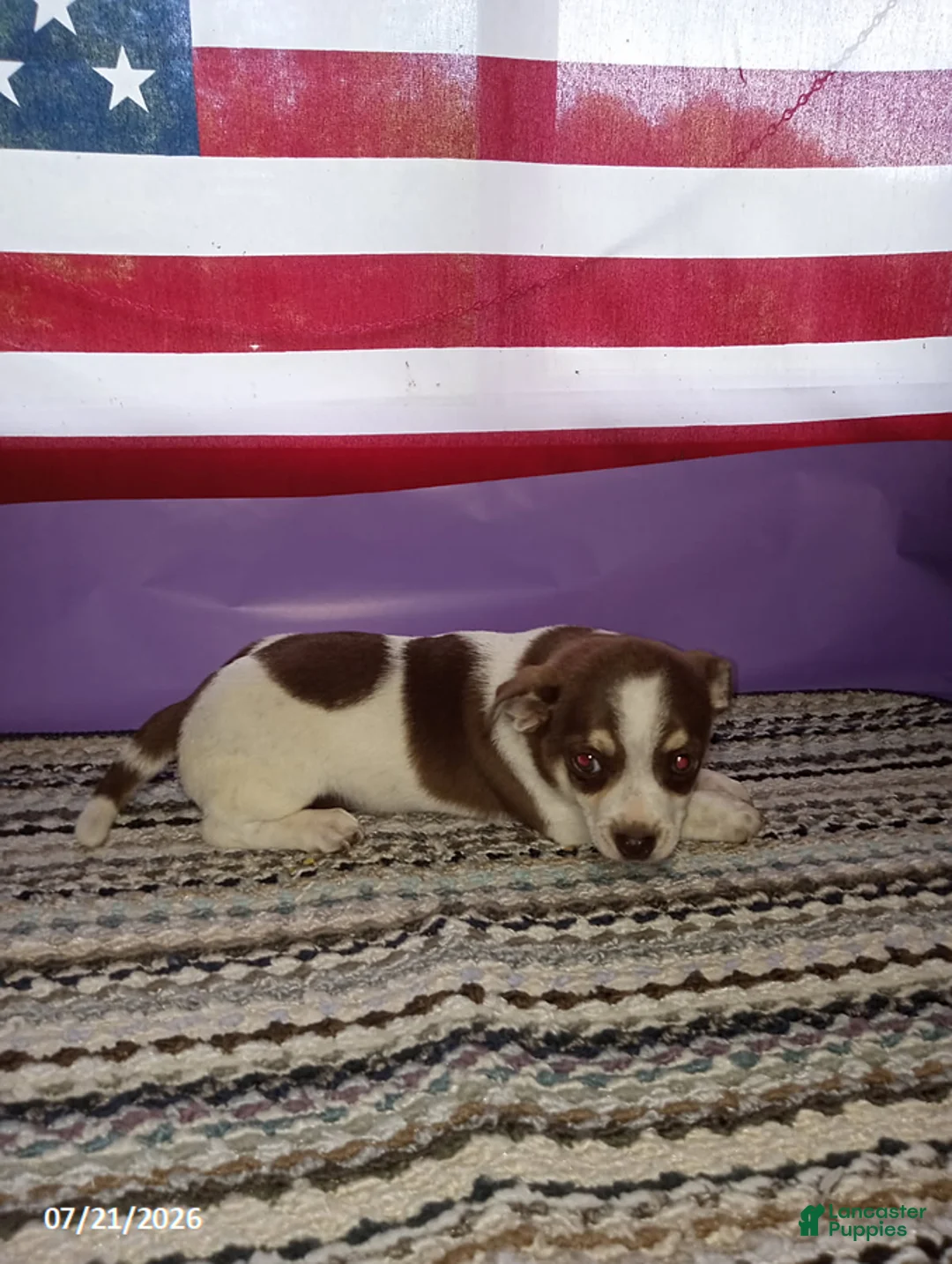 Chihuahua dogs for sale: Brownie - Ad 2