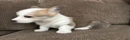 Welsh Corgi Pembroke dogs for sale: Cali  - Ad 5