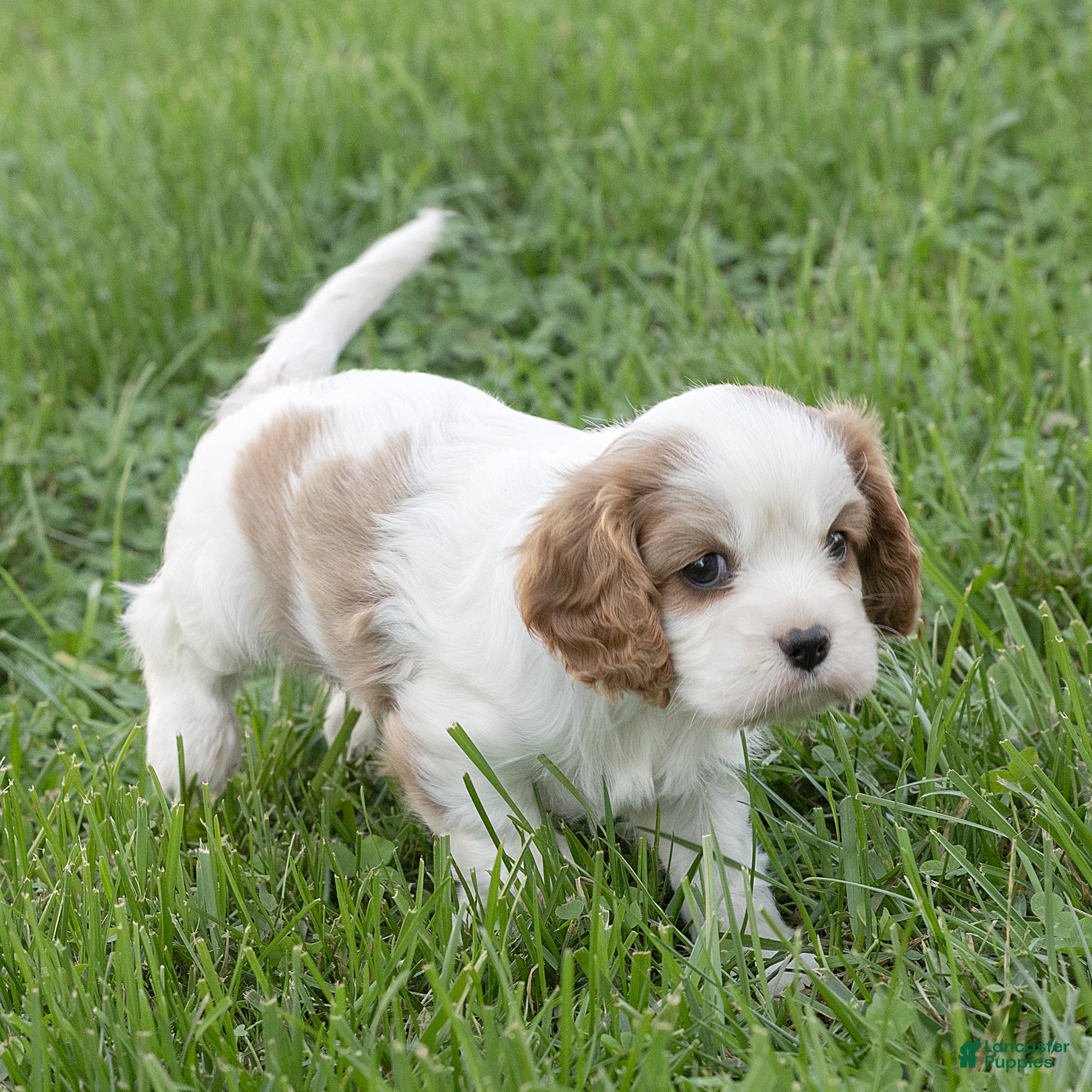 Cavalier King Charles Spaniel dogs Ben Cavalier King Charles Spaniel  - Ad 2