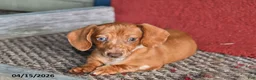 Miniature Dachshund dogs for sale: Daisy - Ad 3