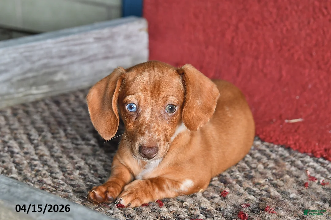 Miniature Dachshund dogs for sale: Daisy - Ad 3