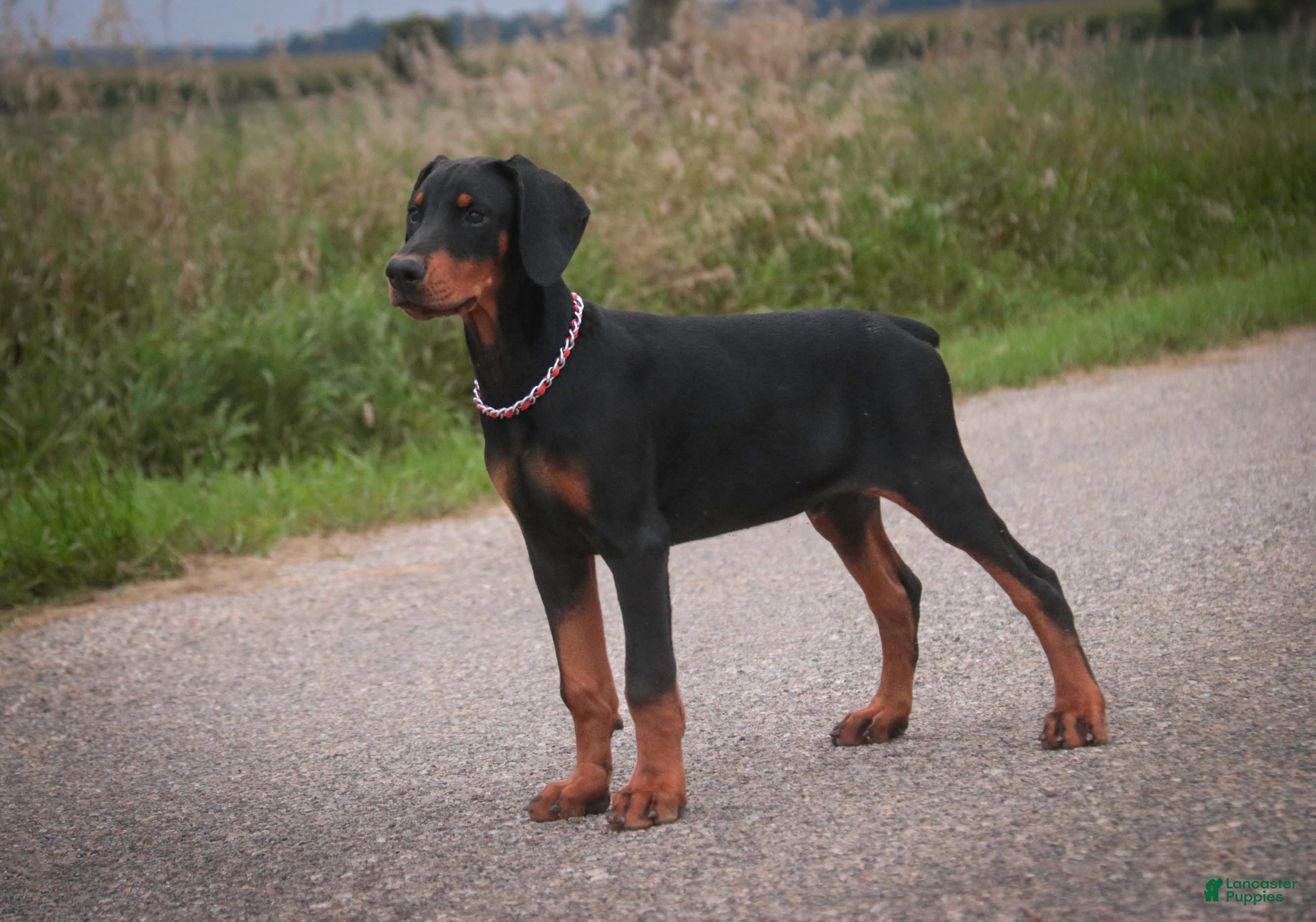 Doberman Pinscher dogs Griffin - Ad 1