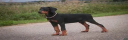 Doberman Pinscher dogs for sale: Griffin - Ad 1