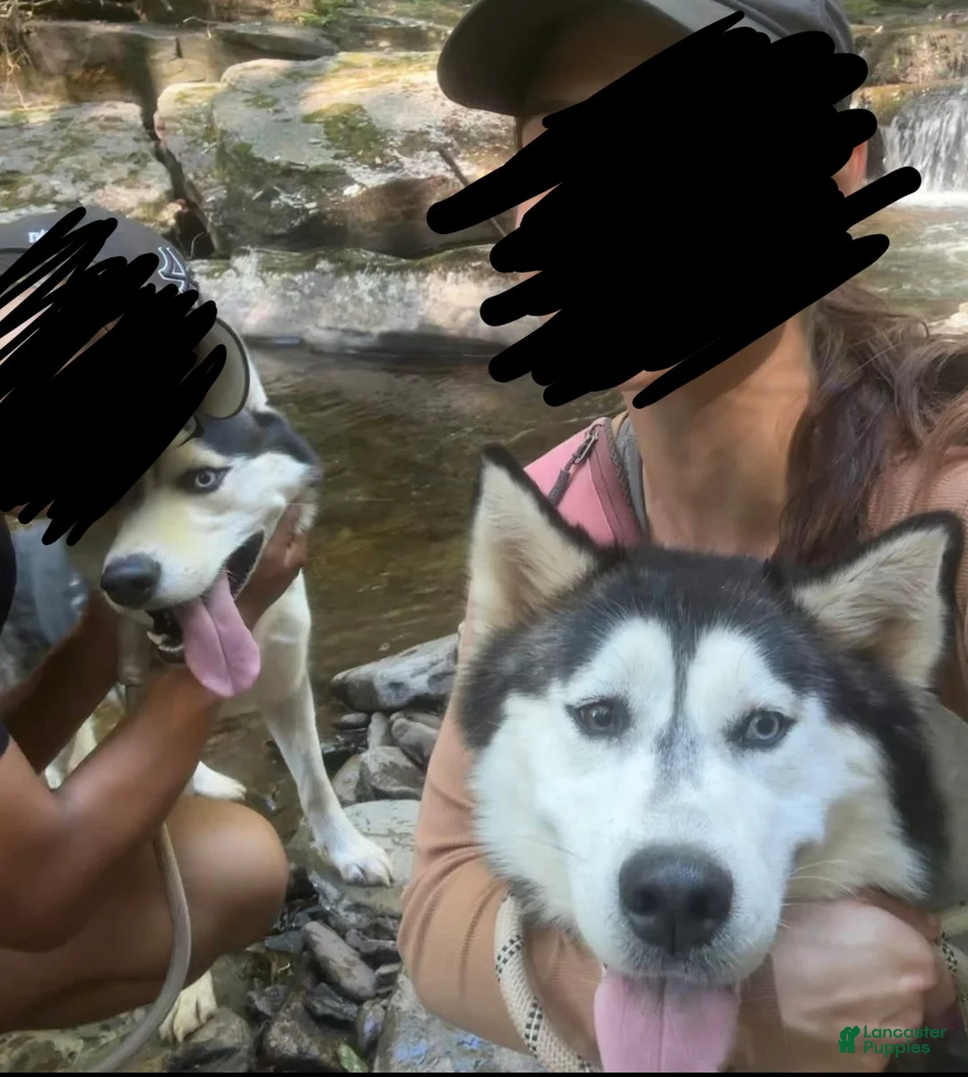 Mixed Breed dogs for sale: Stormy - Ad 2