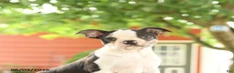 Boston Terrier dogs for sale: Romeo - Ad 5
