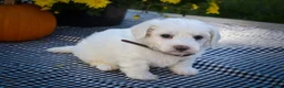 Maltese dogs for sale: Darling🩷 - Ad 6
