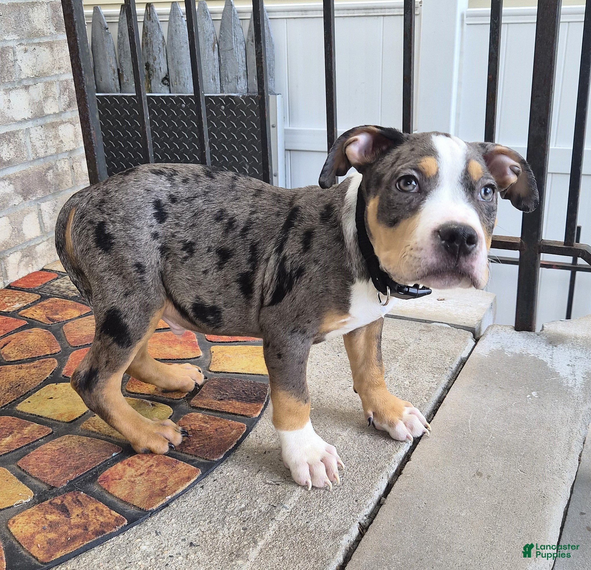 American Bully dogs "LUDACRIS" BLUE MERLE TRI COLOR - Ad 3