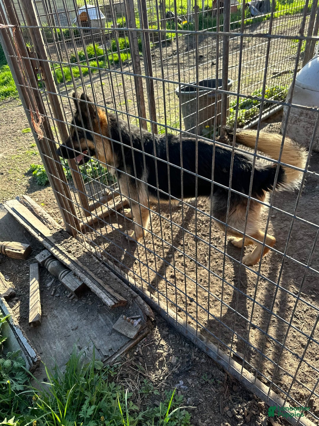 German Shepherd dogs for sale: Lindy - Ad 1