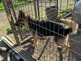 German Shepherd dogs Lindy - Ad 10