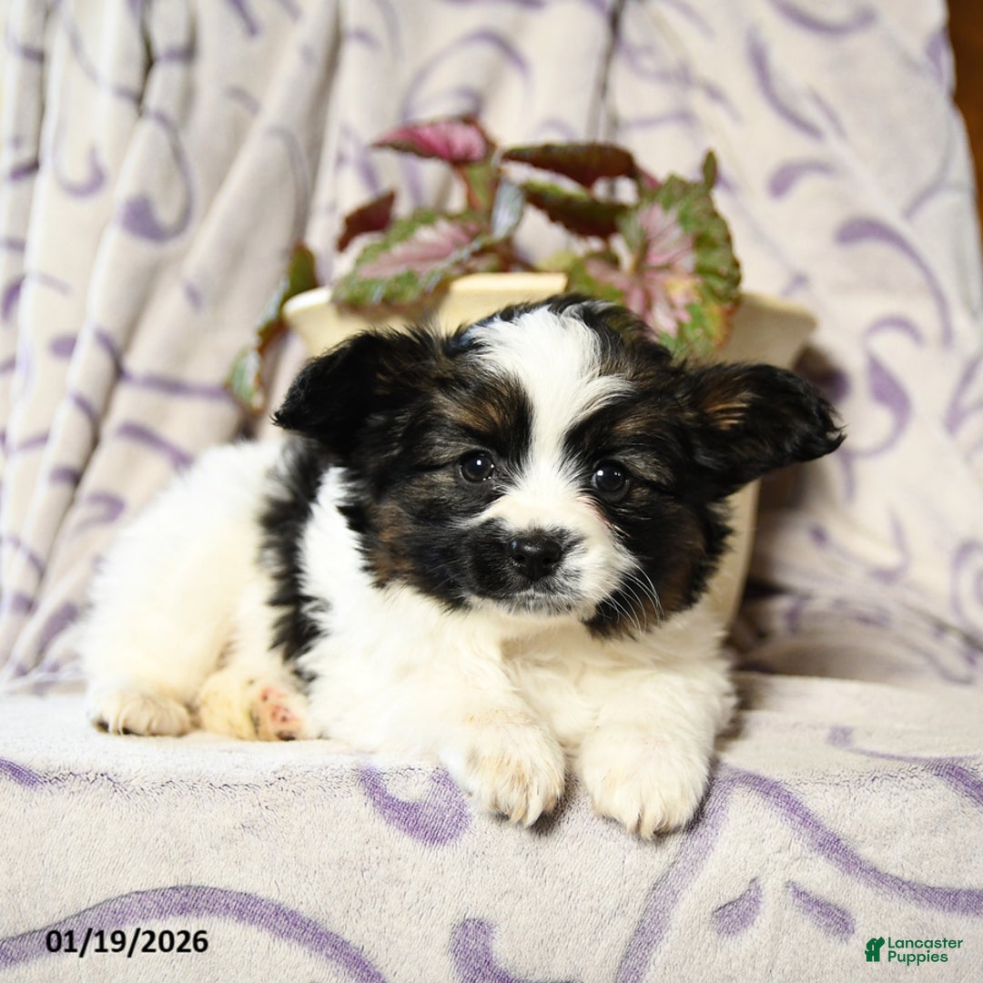 Papillon dogs for sale: Elmo - Ad 3