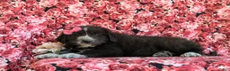 Mixed Breed dogs for sale: Morissa - Ad 4