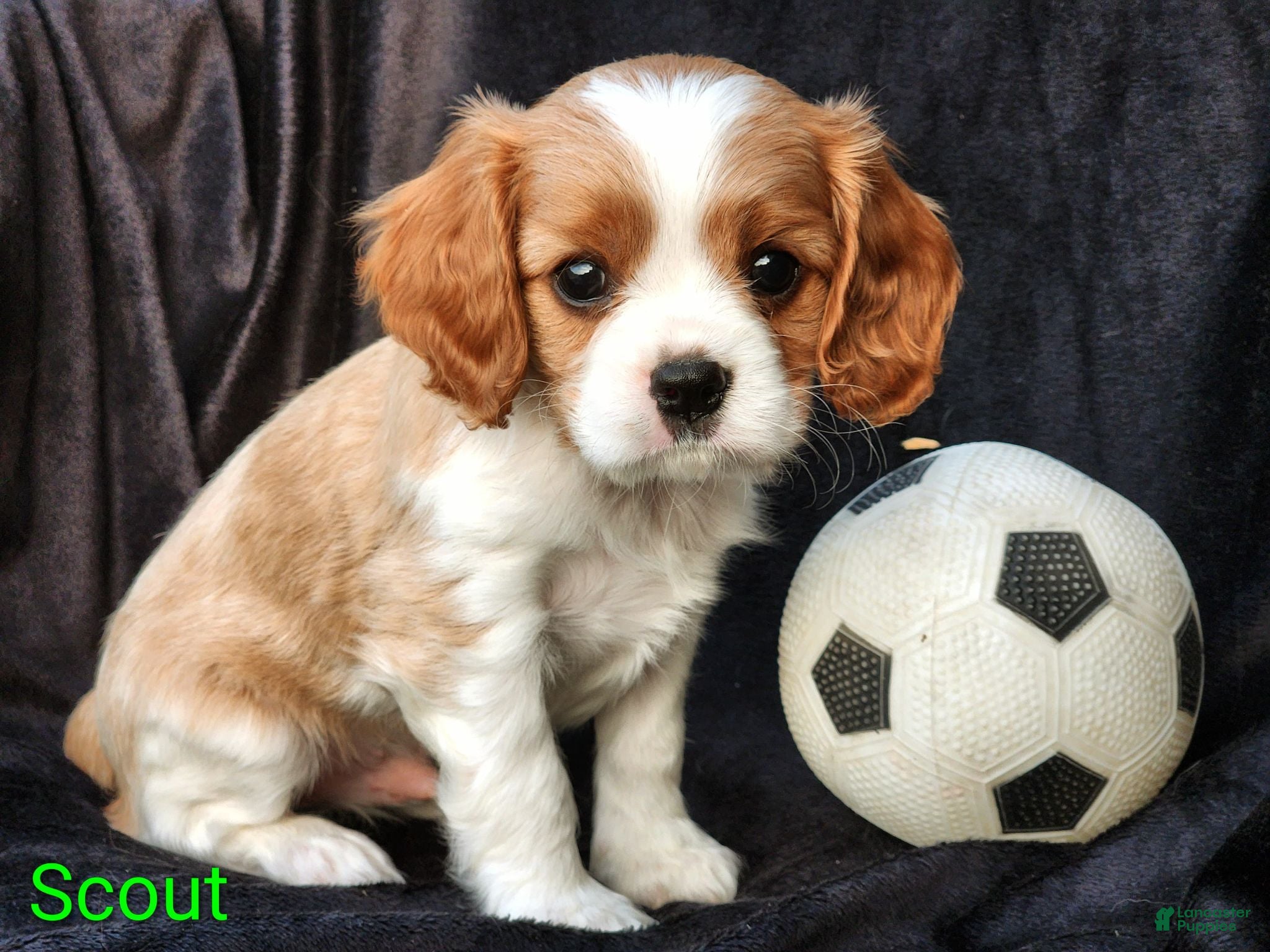 Cavalier King Charles Spaniel dogs for sale: Scout - Ad 2