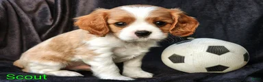 Scout