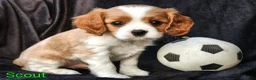 Cavalier King Charles Spaniel dogs for sale: Scout - Ad 1