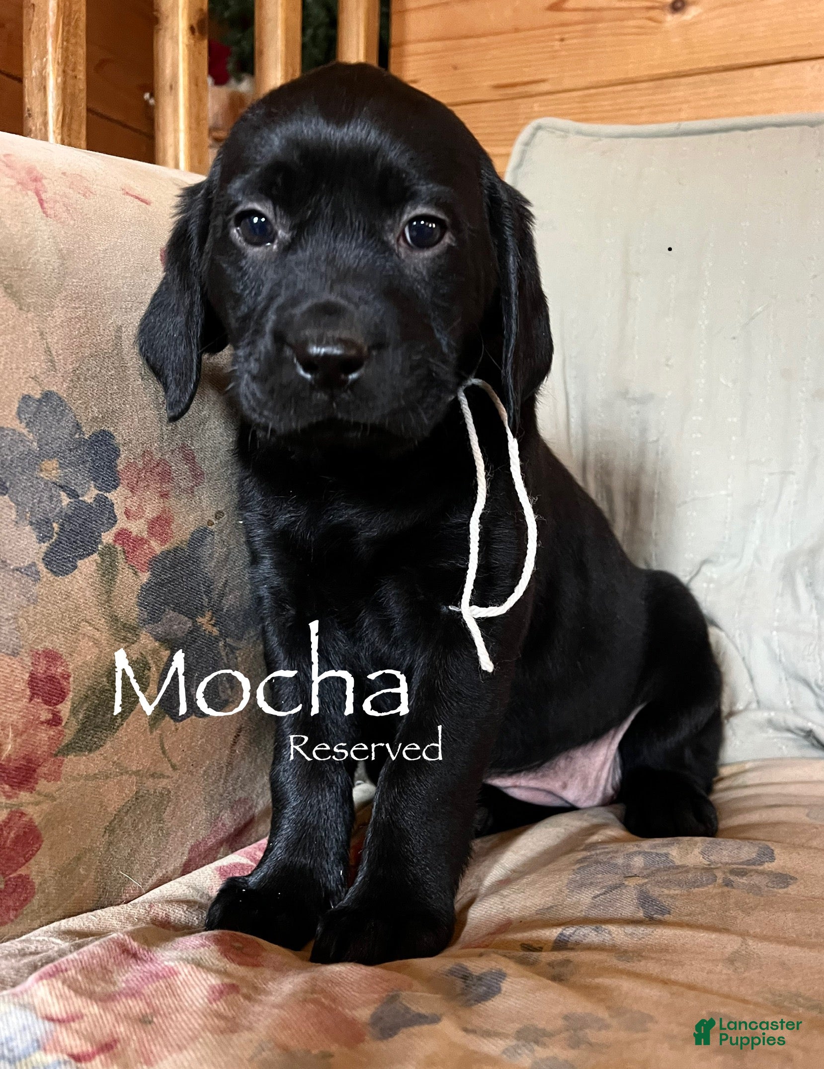 Labrador Retriever dogs Mocha - Ad 10