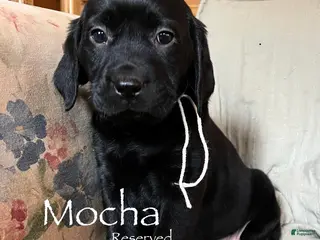 Labrador Retriever dogs Mocha - Ad 10