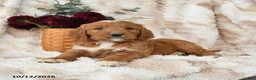 Goldendoodle dogs for sale: Hogan - Ad 3