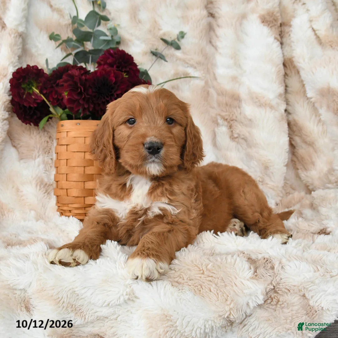 Goldendoodle dogs for sale: Hogan - Ad 3