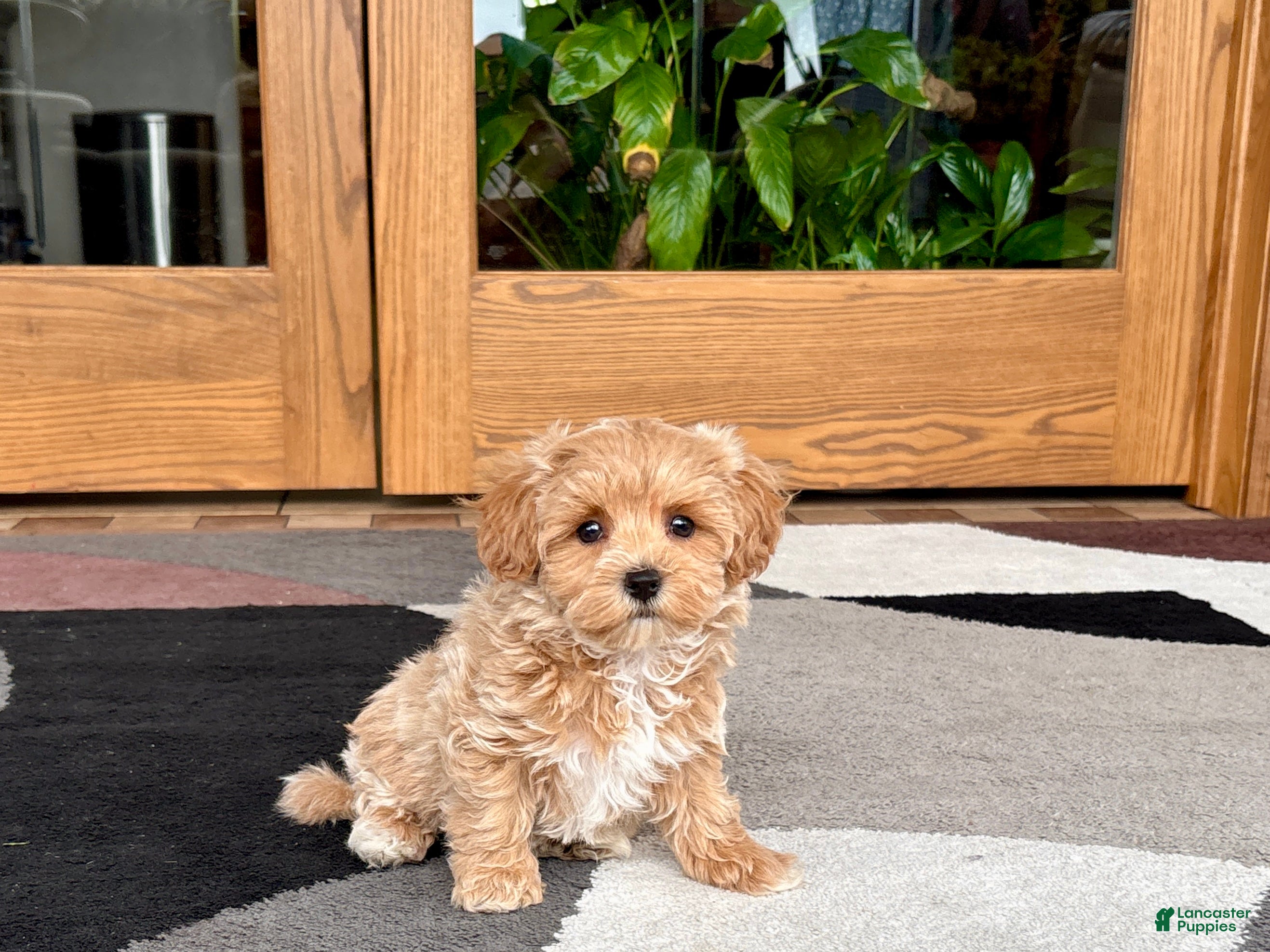 Havapoo dogs Havapoo Puppy 3 - Ad 1