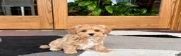 Havapoo dogs for sale: Havapoo Puppy 3 - Ad 1