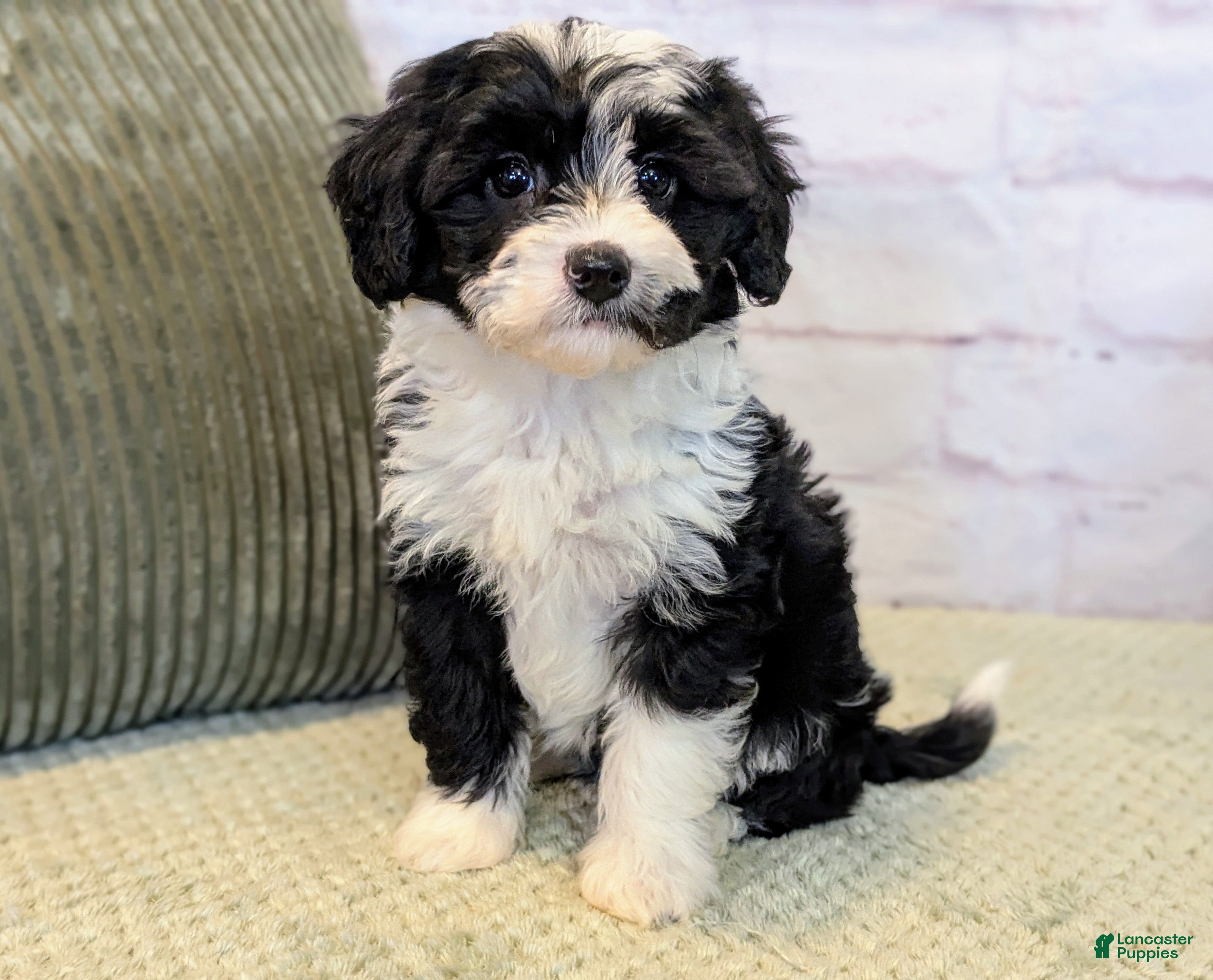 Mixed Breed dogs Mia - Ad 36