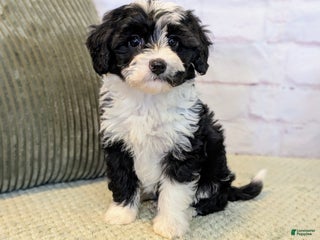 Mixed Breed dogs Mia - Ad 25