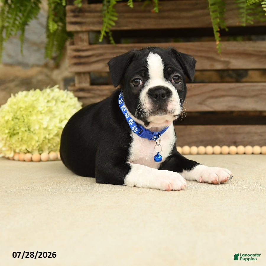Boston Terrier dogs Tyson - Ad 2