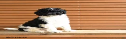 Miniature Poodle dogs for sale: Harriet - Ad 2