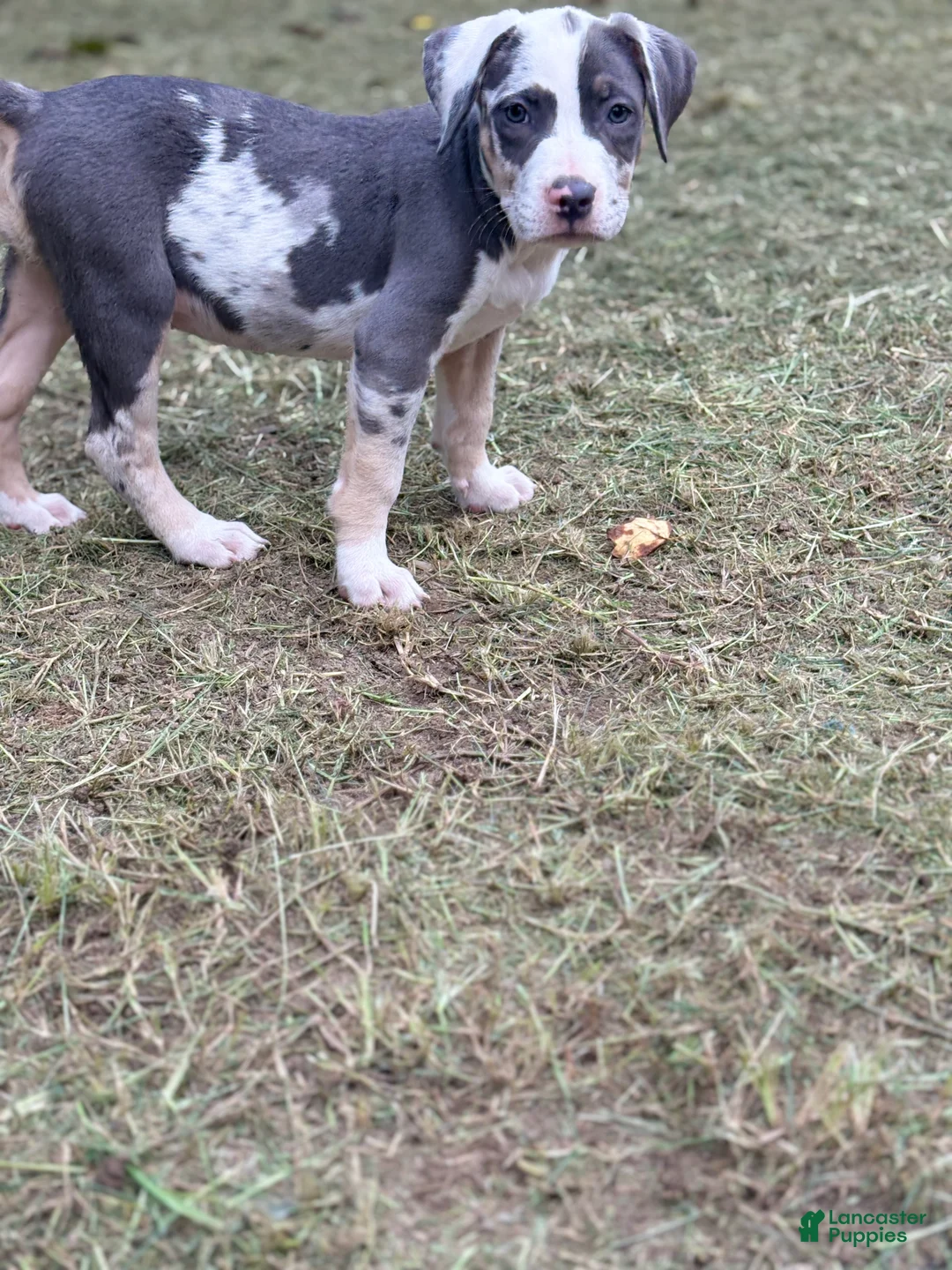 American Bully dogs for sale: Sincere - Ad 1