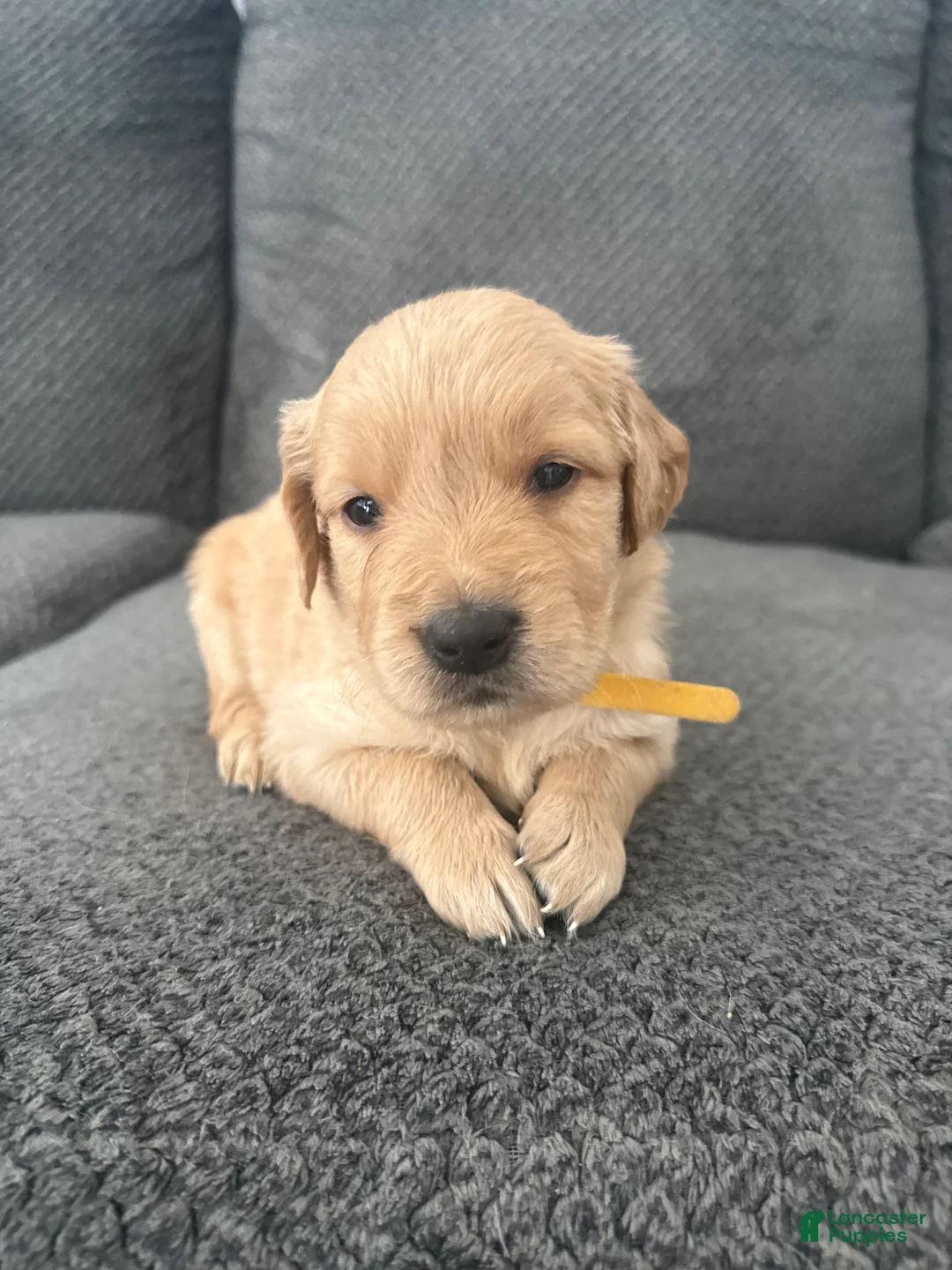 Golden Retriever dogs for sale: Golden Retriever Puppy 3 - Ad 1