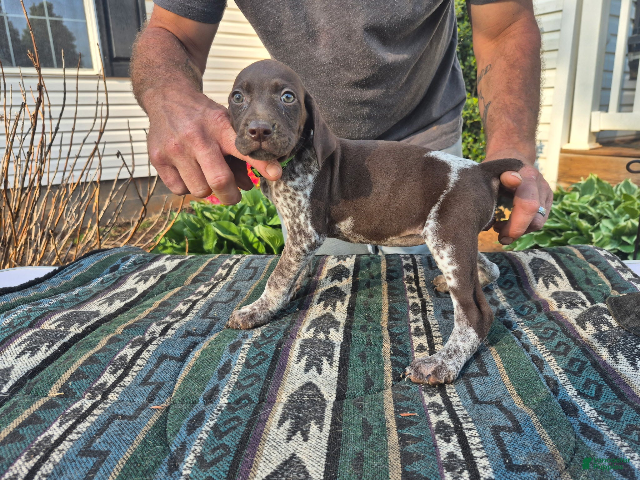 German Shorthaired Pointer dogs German Shorthaired Pointer Puppy 3 - Ad 1