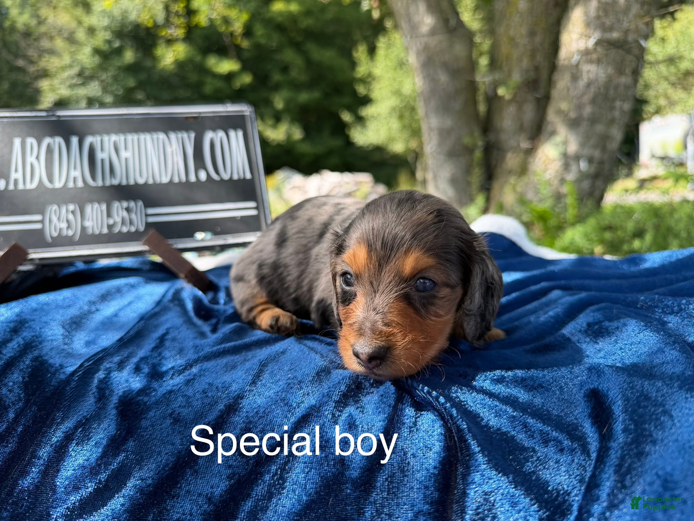 Miniature Dachshund dogs for sale: Special boy discounted!!! - Ad 3