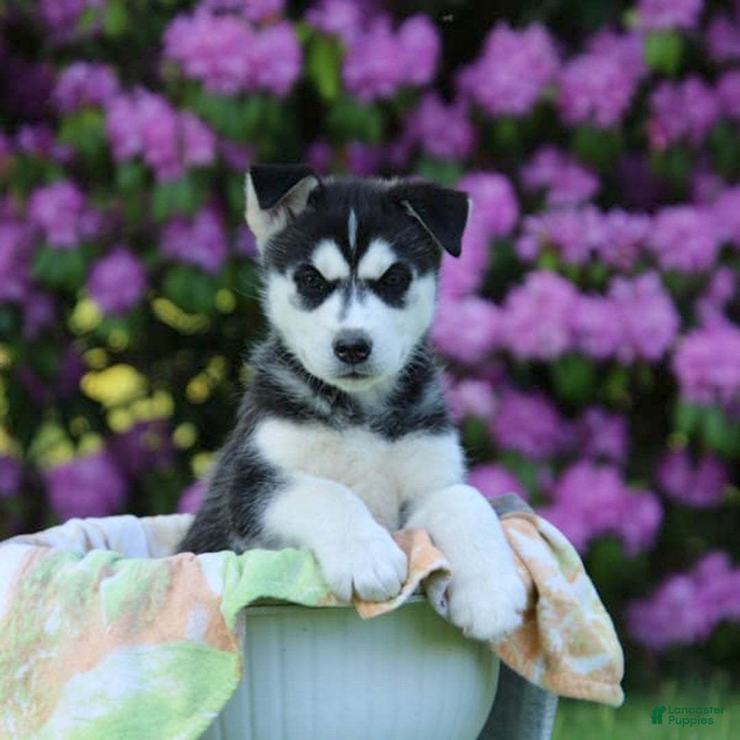 Gallery Image {{count}}