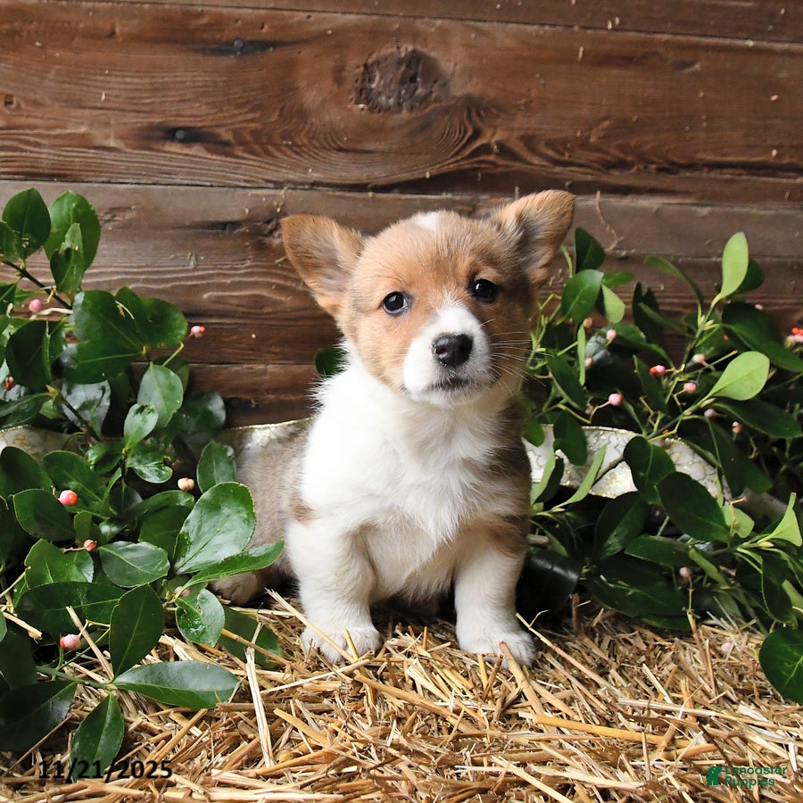Welsh Corgi Pembroke dogs Savannah - Ad 16