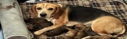Puggle dogs for sale: Light pink collar  - Ad 3
